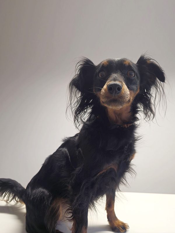 Perla, Wachhund der Aschwanden AG